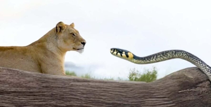 Águias caçando tigres? Vídeos fakes de natureza feitos com IA bombam no Instagram