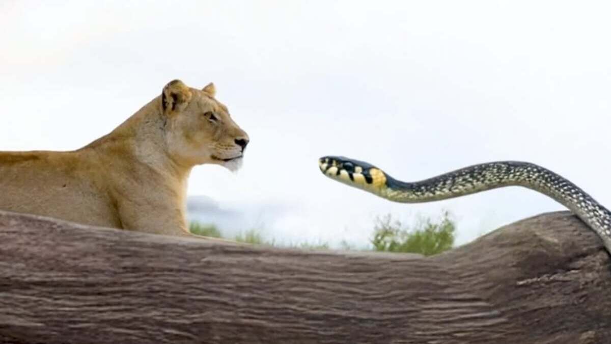 encontro de leão com cobra feito com IA