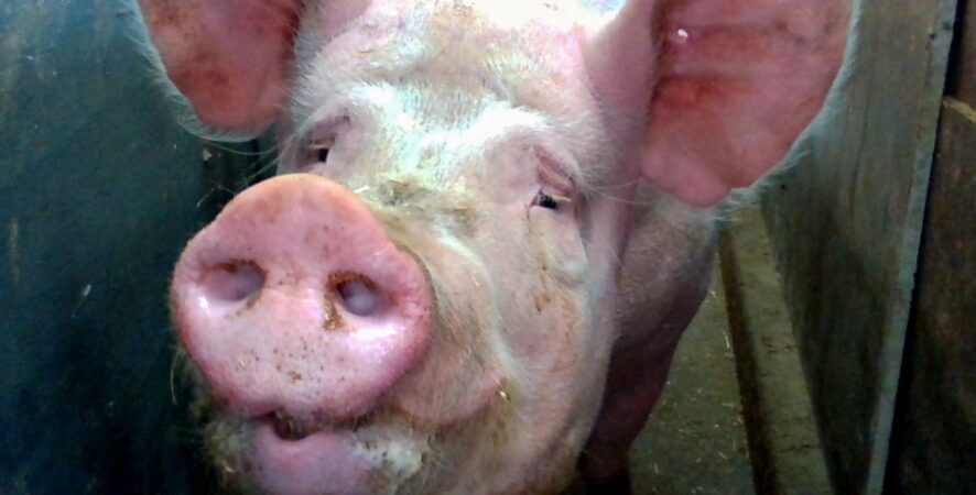 IA analisa expressões de animais para detectar dor, estresse e outras emoções