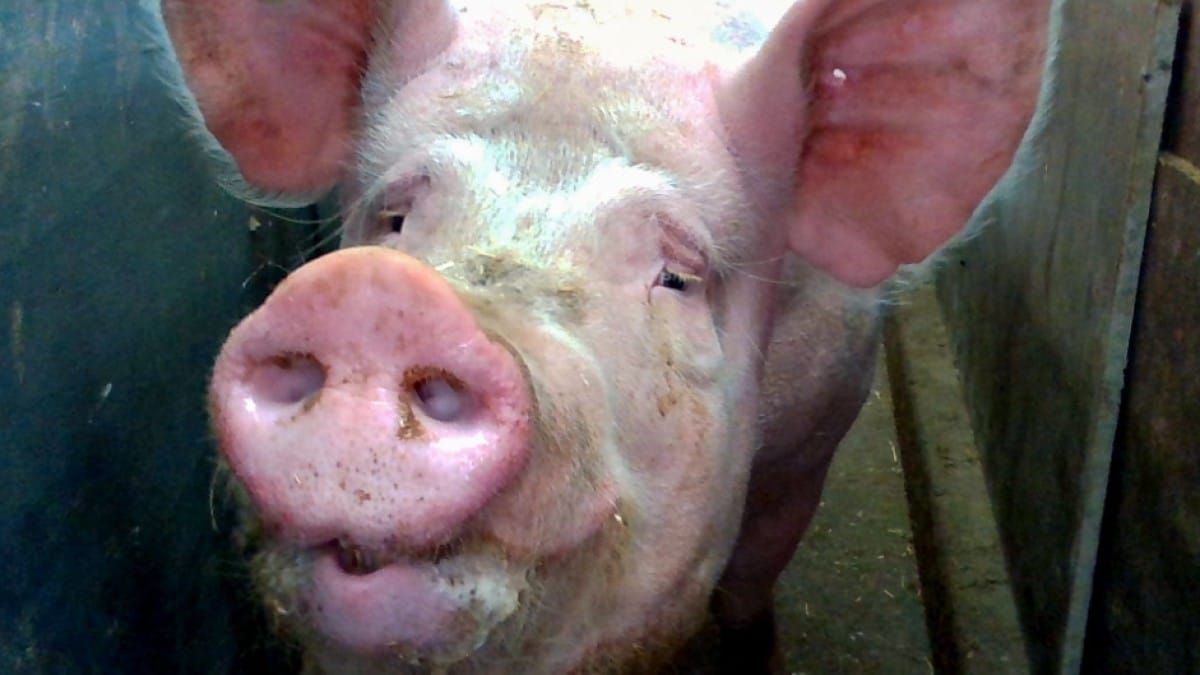 Porco do projeto Intellipig da University of the West of England Bristol (UWE) e do Scotland’s Rural College (SRUC).