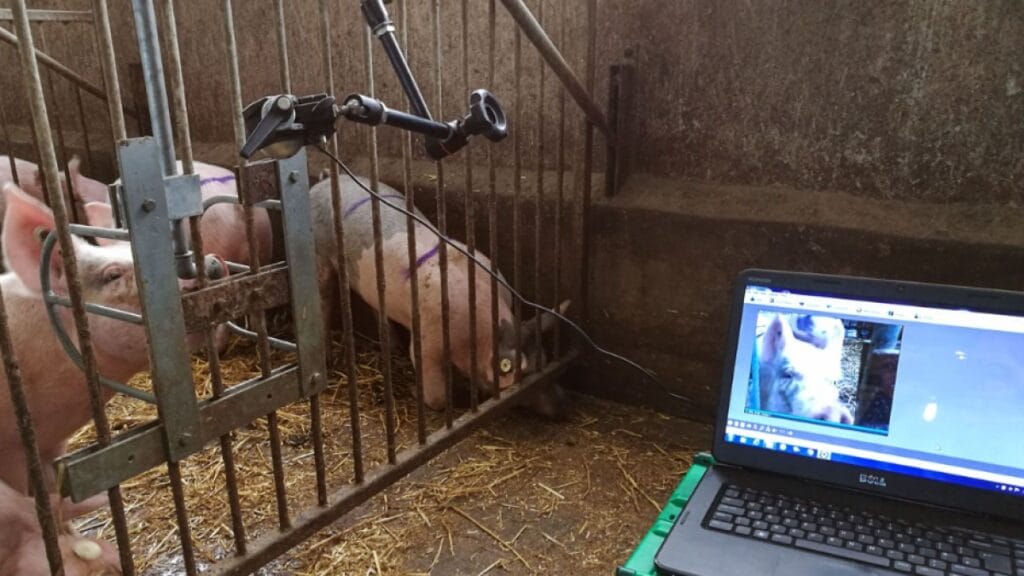 Foto mostrando o funcionamento da ferramenta de intelig&ecirc;ncia artificial Intellipig, criada para fazer a leitura das express&otilde;es faciais de porcos.